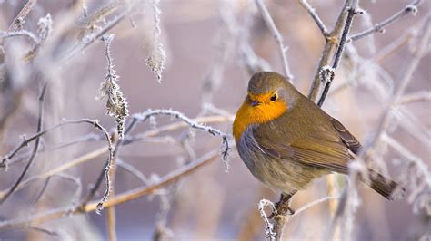 Robin In Snow Covered Tree Image Id 305604 Image Abyss