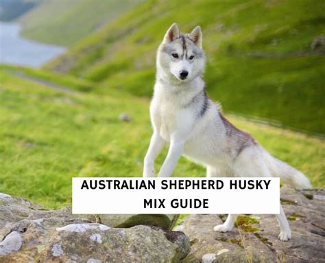 Australian Shepherd Husky Mix Oder Ausky Guide 2022