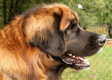 The Leonberger Is A Giant Dog Breed The Breeds Name