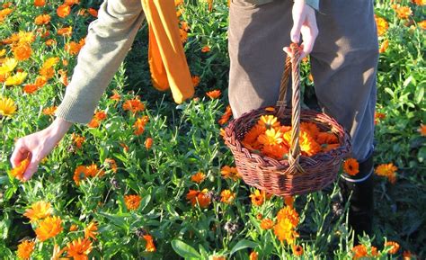 Our fruit & vegetable sowing, harvesting & flowering charts show two, easy to use tables which provide accurate monthly calendar information advising you when you need to sow your flowers and. Calendula flower harvesting | Calendula flower, Herbalism ...