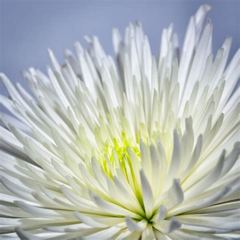 White Flower Background Royalty Free Stock Photo