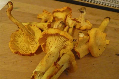 North Carolina Edibles Mushroom Hunting And