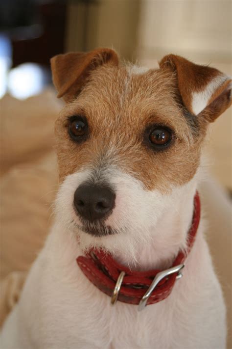 Beautiful Ruby Jack Russell Terrier Looks Like Ours Jack Dillion