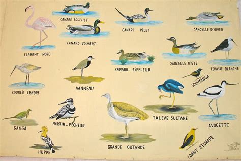 Senegal Animals found in the Djoudj National Park - Travel Photos by
