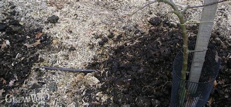 The key to a successful fruit tree is the soil beneath it. Preparing the Ground Around Fruit for the New Growing Season