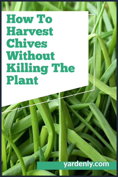 How To Harvest Chives Without Killing The Plant