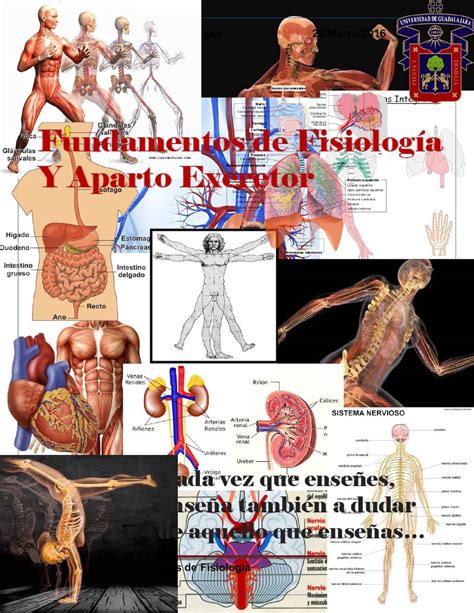 Aparato Excretor Anatom 237 A Apuntes De Enfermer 237 A Udocz Riset