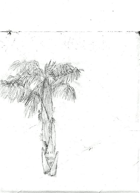 Drawing Is Cool Palm Tree