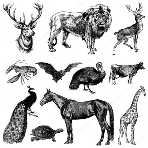 The first edition of anatomy and physiology of farm animals combined accuracy. Illustration: vintage animal | Vector Vintage Animal Set ...
