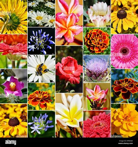 Flower Collage High Resolution Stock Photography And Images Alamy