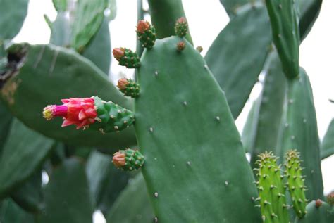 Prickly pear cactus is eaten whole (boiled or grilled). FRESH PADS Prickly Pear Cactus - Edible Nopal & Fruit ...