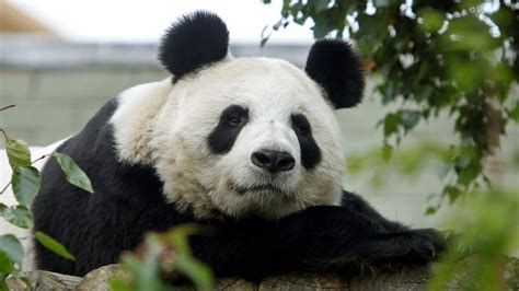 How Studying Poo Is Helping To Save Pandas Bbc Newsround