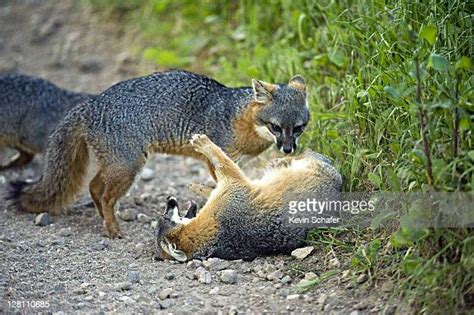 Gray Fox Photos And Premium High Res Pictures Getty Images