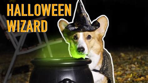 Halloween Wizard Topi The Corgi Youtube