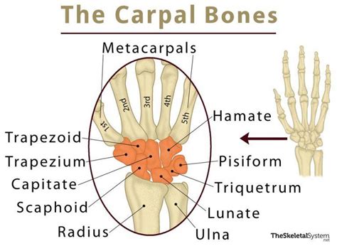 Carpal Bones Wrist Bones Definition Names Anatomy Diagram