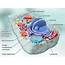 Structure And Function Of Nucleus In The Cell  Notes For Pakistan