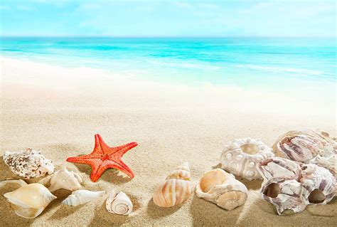 Hd Wallpaper Assorted Sea Shells Sand Beach Shore Summer Blue Paradise Wallpaper Flare