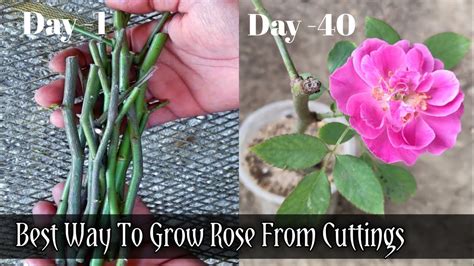 How To Grow Rose From Cuttings Fastest Rose Propagation With Update Youtube