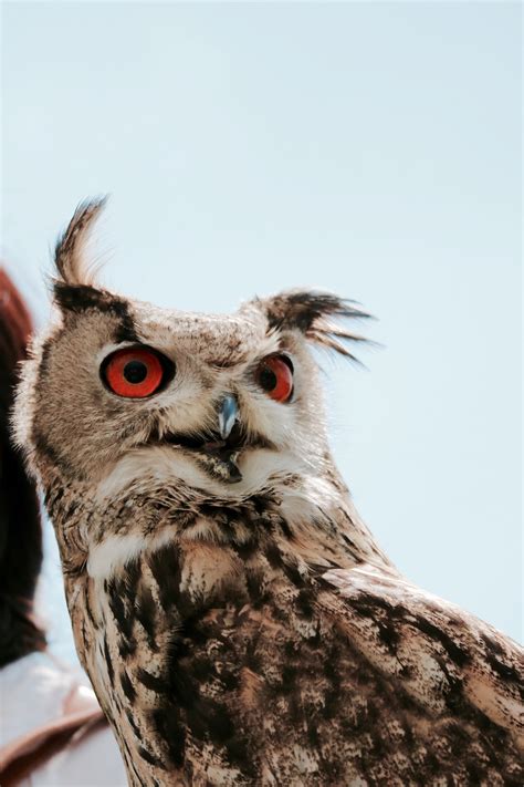 Gambar Sayap Margasatwa Paruh Telinga Burung Hantu Bulu Fauna Burung Buas Merapatkan