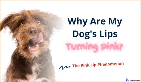 Why Are My Dogs Lips Turning Pink The Pink Lip Phenomenon