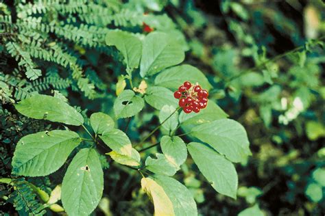 How To Find And Harvest Ginseng (Legally) | Off The Grid News