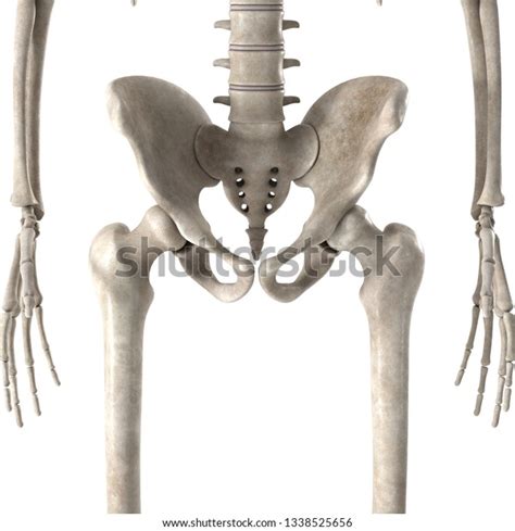 3d Render Male Skeleton Hips Stock Illustration 1338525656 Shutterstock