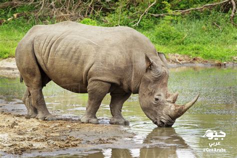 عادت أعداد وحيد القرن في إفريقيا للارتفاع بمعدل سنوي وصل إلى 2:5 بالمئة بين عامي 2012 و2018، ليقفز عددها من 4.845 إلى 5.630 حيواناً في البرية. معلومات عن وحيد القرن الأبيض - جيو عربي