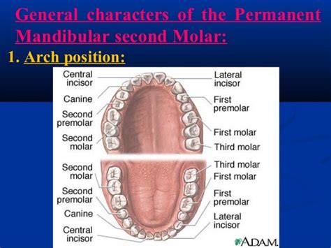Lower Second And Third Molar