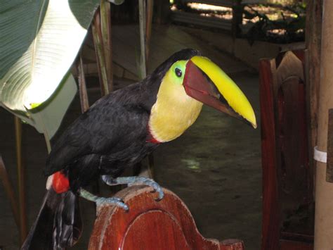 Costa Rica Discovered Toucans For Lunch