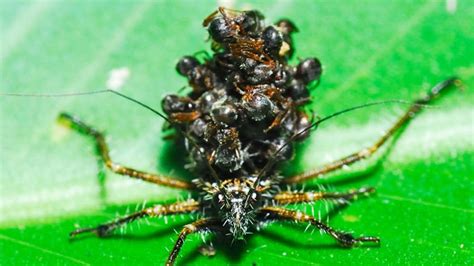 𝚏𝚊𝚛𝚡𝚒𝚢𝚘 On Twitter 30 The Assassin Bug Is A Morbid Lil Fucker Who