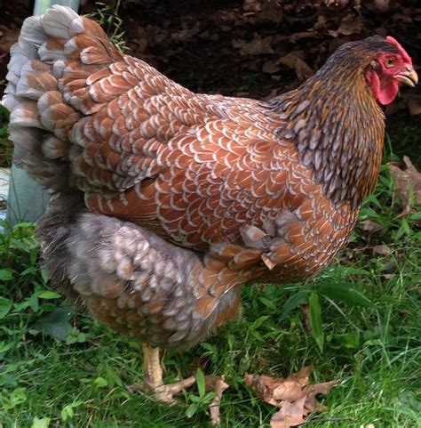 See more ideas about wyandotte chicken, wyandotte, chickens. My blue laced red Wyandotte, Spice | Blue laced red ...