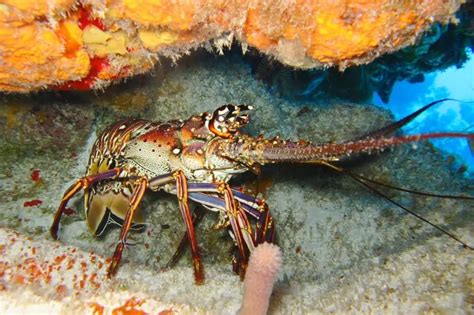 Can Lobsters Live In Freshwater Explained Bubbly Diver