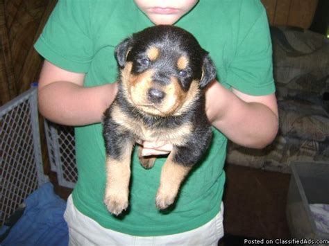 We offer the best quality german rottweiler puppies you will find on the web for cheaper. One Female Rottweiler Puppy Left!!! - Price: please call ...