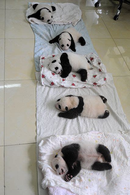 Xbabe.com brings you the most beautiful women in the world, updated daily. You Need To See These Baby Giant Pandas #babypandas ...