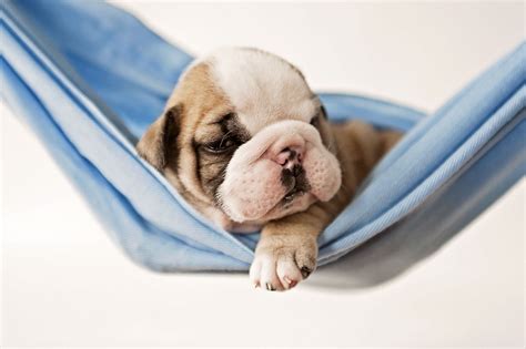 Prince Squishy Face Dog Photography Bulldog Puppies English