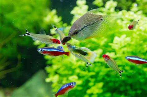 Ember tetras are peaceful community aquarium fish. Top 14 Neon Tetra Tank Mates with Care Guide - Fish Tank ...