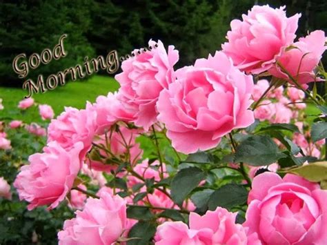 Maybe you would like to learn more about one of these? Good Morning - Beautiful Pink Roses Image