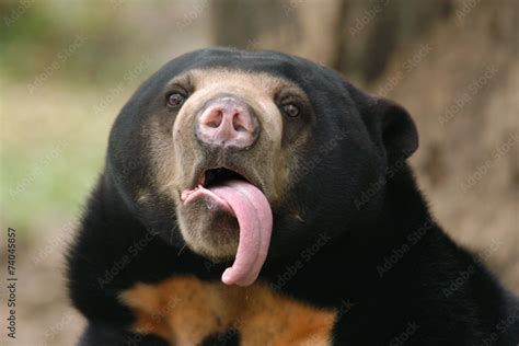 Malayan Sun Bear Helarctos Malayanus Showing Its Long Tongue Stock