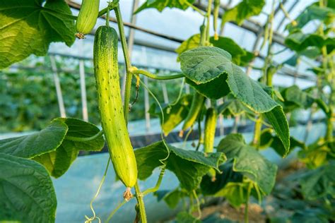 Growing Cucumbers How To Plant Harvest And Grow Cucumbers Better