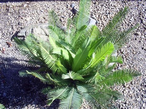 Brads Tropical Paradise Dioon Edule Variety Palma Sola Cycad In Full