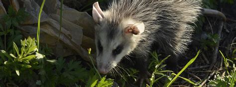 Las Vegas Opossum Removal And Opossum Trapping Control