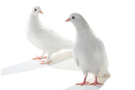 Two White Pigeon Stock Photo Image Of Dove Pigeon Easter 66020174