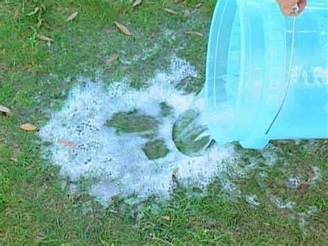 How To Identify And Get Rid Of Common Lawn Pests Lawn Pests Lawn