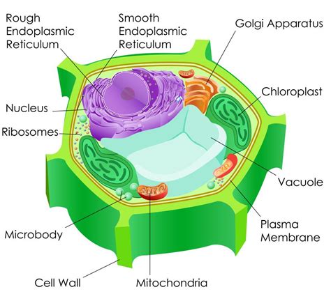 Rough Er Function In Plant Cell Idaman