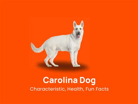 Carolina Dog Breed Characteristic Health And Fun Facts