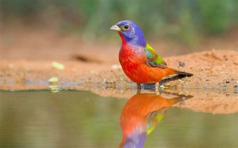 Painted Bunting Audubon Field Guide