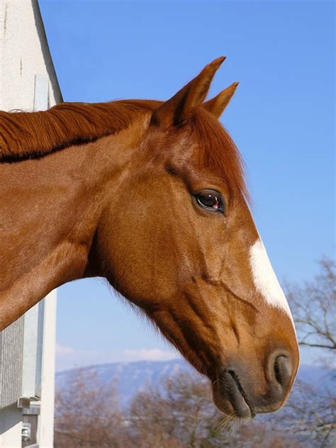 Horse Head Portrait · Free Photo On Pixabay