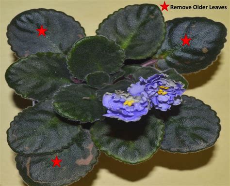 African violets are usually grown for their flowers. Brown Leaves on African Violet Plants - Baby Violets