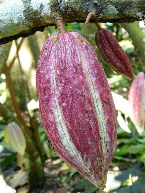 Cocoa Cocoa Bean Fruit Chocolate Plant Free Image From