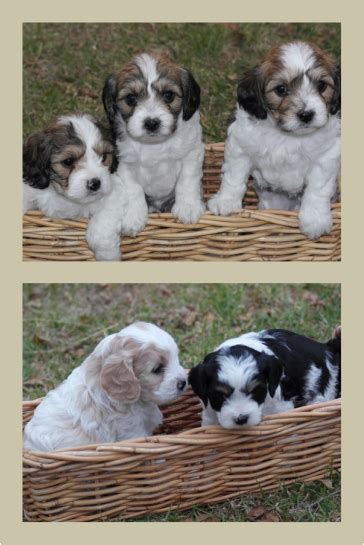 The cost of a cavachon puppy. Cavachon Puppies - Home